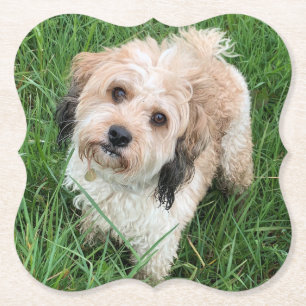 Posavasos De Papel Pascua de Cavapoo