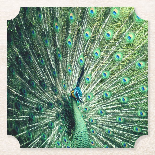 Posavasos De Papel Peacock Strut (Anverso)