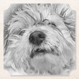 Posavasos De Papel Perro Coton de Tulear