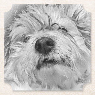 Posavasos De Papel Perro Coton de Tulear
