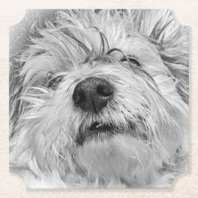 Posavasos De Papel Perro Coton de Tulear (Anverso)