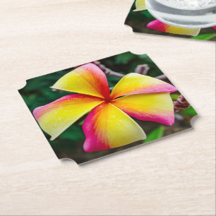 Posavasos De Papel Plumeria rubra