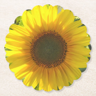 Posavasos De Papel Resplandor de girasol