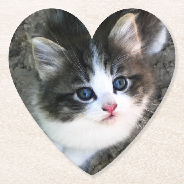Posavasos De Papel Retrato CUTE Kitten (Anverso)
