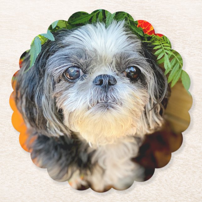 Posavasos De Papel Shih Tzu Paper Coasters (Anverso)