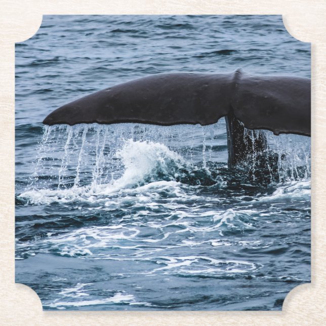 Posavasos De Papel Sperm Whale (Anverso)