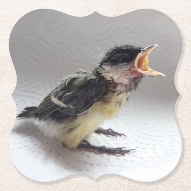 Posavasos De Papel Tidi my Bird the Parus Major (Anverso)