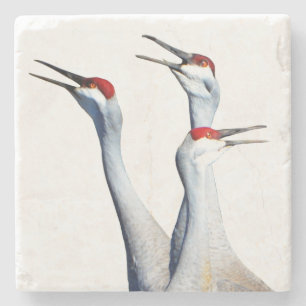 Posavasos De Piedra 3 Sandhill Cranes Photo Stone Coaster