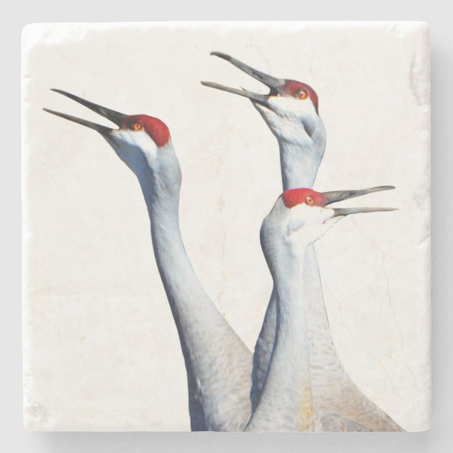 Posavasos De Piedra 3 Sandhill Cranes Photo Stone Coaster (Anverso)