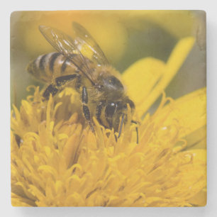 Posavasos De Piedra Abeja Africana con Sacos de Polen Alimentándose