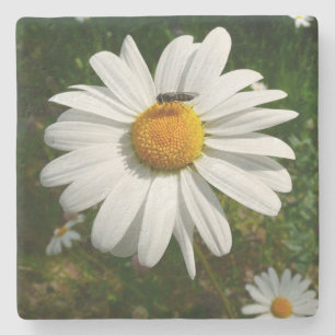 Posavasos De Piedra Abeja por la foto natural de Daisy Alaskan