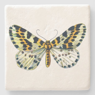 Posavasos De Piedra Abraxas grossulariata, la imagen de color de la po