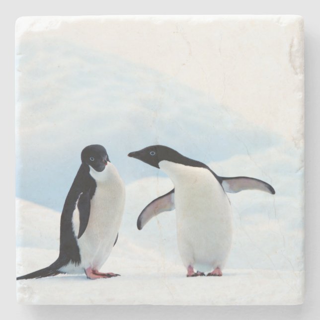 Posavasos De Piedra Adelie Penguins (Anverso)