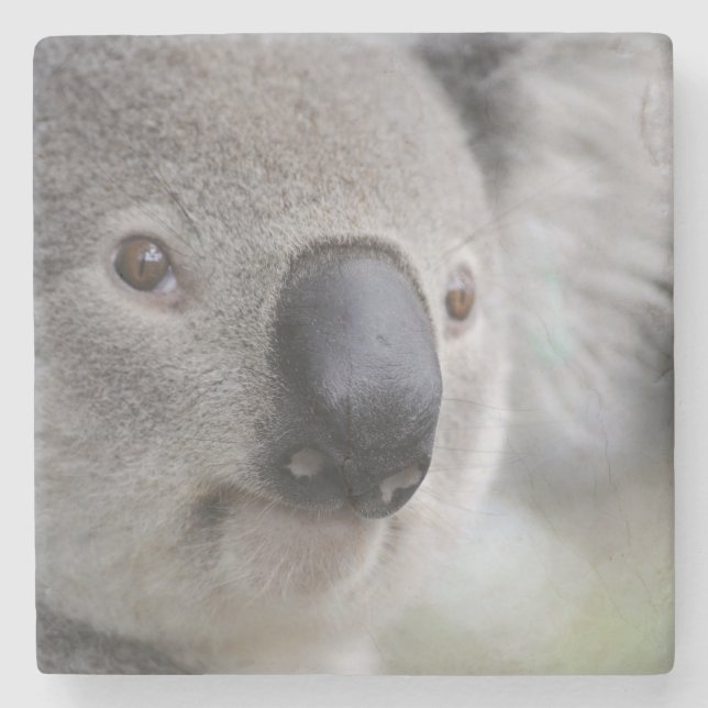 Posavasos De Piedra Adorable Koala Bear (Anverso)