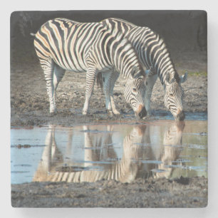 Posavasos De Piedra África,Botsuana, Delta del Okavango, Davison Camp
