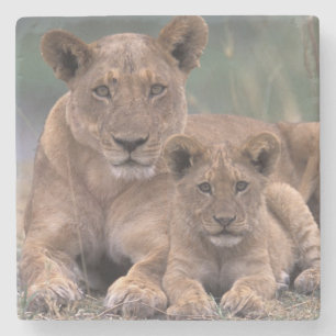 Posavasos De Piedra África, Botsuana, Delta del Okavango. Leones
