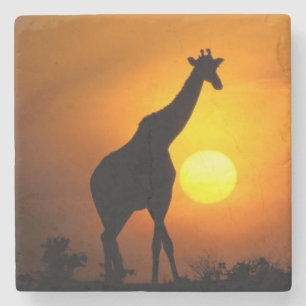 Posavasos De Piedra África, Kenia, Masai Mara. Jirafa (Giraffa
