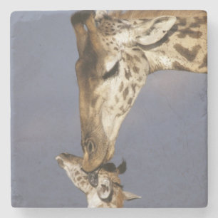 Posavasos De Piedra África, Kenia, Masai Mara. Jirafas (Giraffa