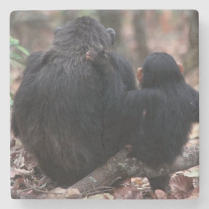 Posavasos De Piedra África Oriental, Tanzania