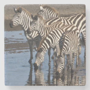 Posavasos De Piedra África. Tanzania. Cebras bebiendo en Ndutu