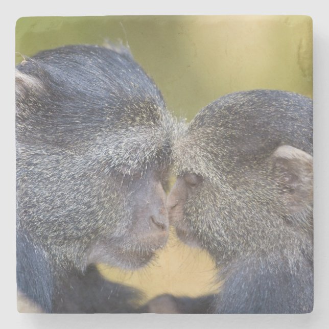 Posavasos De Piedra África. Tanzania. Madre de Mono Azul con joven (Anverso)