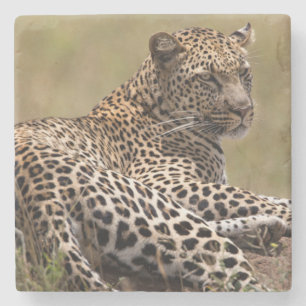 Posavasos De Piedra África, Tanzania, Serengeti. Leopardo
