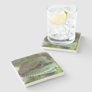 Posavasos De Piedra Agama, lagarto