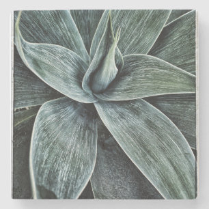 Posavasos De Piedra Agave Attenuata