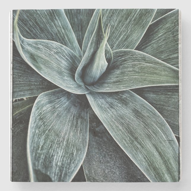 Posavasos De Piedra Agave Attenuata (Anverso)