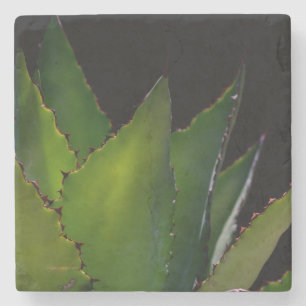 Posavasos De Piedra Agave glow