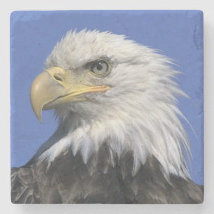 Posavasos De Piedra Águila calva, (Haliaeetus leucocephalus), salvaje,
