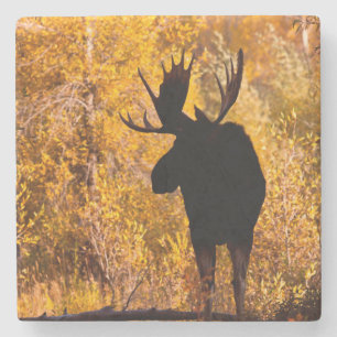 Posavasos De Piedra Alce (Alces Alces) Macho en Sauces Dorados 2