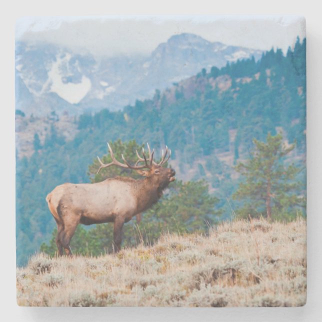 Posavasos De Piedra Alce (Cervus Elephus) Toro Bugling (Anverso)