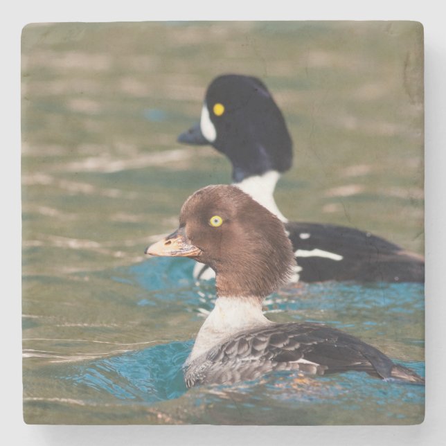 Posavasos De Piedra Alert Goldeneye (Anverso)