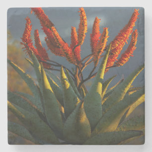 Posavasos De Piedra Aloe de Montaña (Aloe Marlothii Berger)