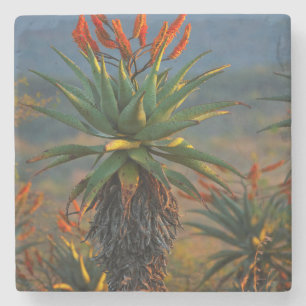Posavasos De Piedra Aloe de Montaña (Aloe Marlothii Berger) 2
