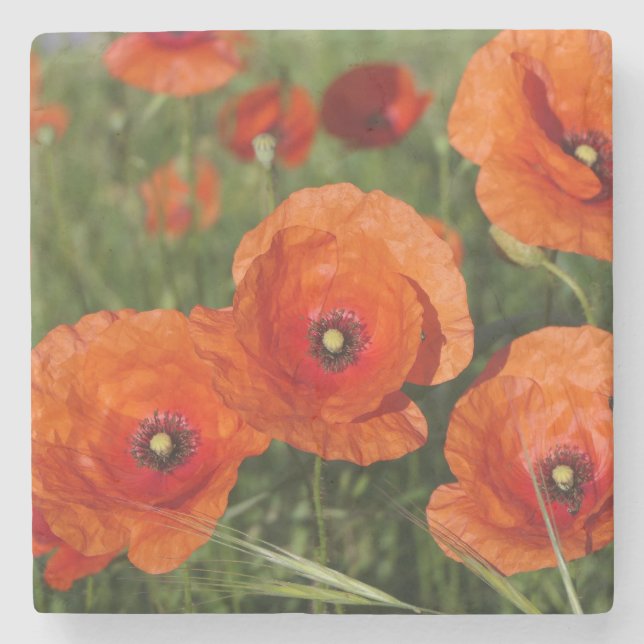 Posavasos De Piedra Amapolas comunes (Anverso)