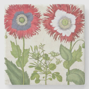 Posavasos De Piedra Amapolas ornamentales, del 'Hortus el Eystettensis