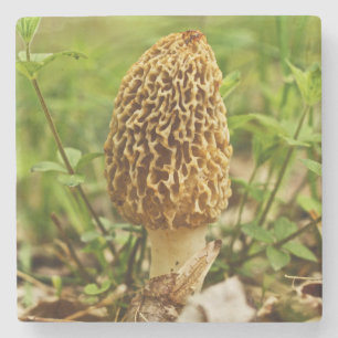 Posavasos De Piedra Amarillo Morel Mushroom