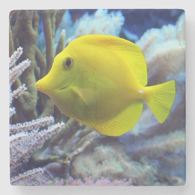 Posavasos De Piedra Amarillo Saltwater Tang Fish (Anverso)