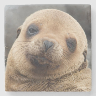 Posavasos De Piedra América del Sur, Ecuador, Islas Galápagos