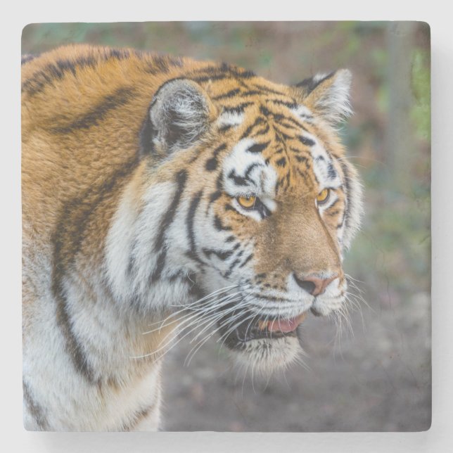 Posavasos De Piedra Amur tiger (Anverso)