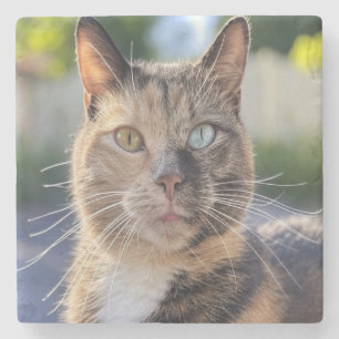 Posavasos De Piedra Añadir Personalizar de fotos de gato