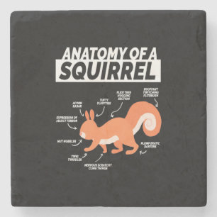 Posavasos De Piedra Anatomía De Una Ardilla