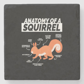 Posavasos De Piedra Anatomía De Una Ardilla
