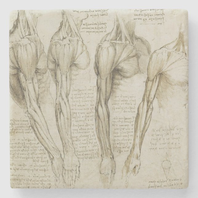 Posavasos De Piedra Anatomía humana del brazo de da Vinci (Anverso)