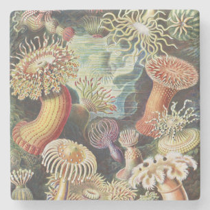 Posavasos De Piedra Anémonas de Mar de Haeckel Arte Náutico de Vida Ma