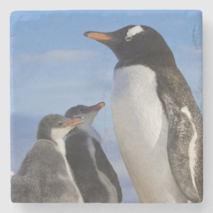 Posavasos De Piedra Antártida, Neko Cove (Puerto). Pingüino de Gentoo