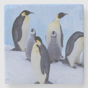 Posavasos De Piedra Antártida, Pingüinos Emperadores