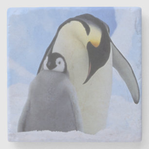 Posavasos De Piedra Antártida. Pingüinos emperadores y cría